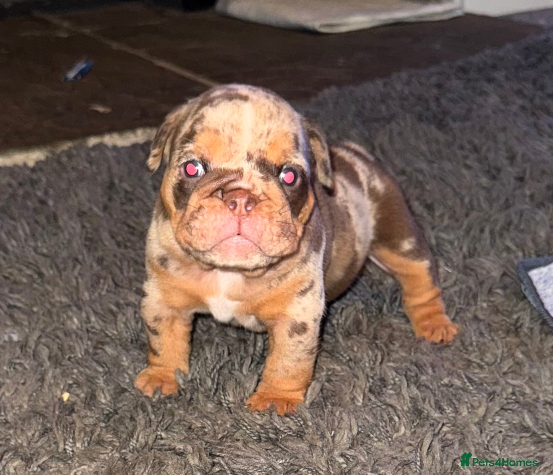 English Bulldog dogs for sale: English bulldog puppies - Image 5
