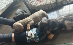 Miniature Dachshund dogs for sale:  Beautiful cute Miniatures dachshund  in Liverpool - Image 11