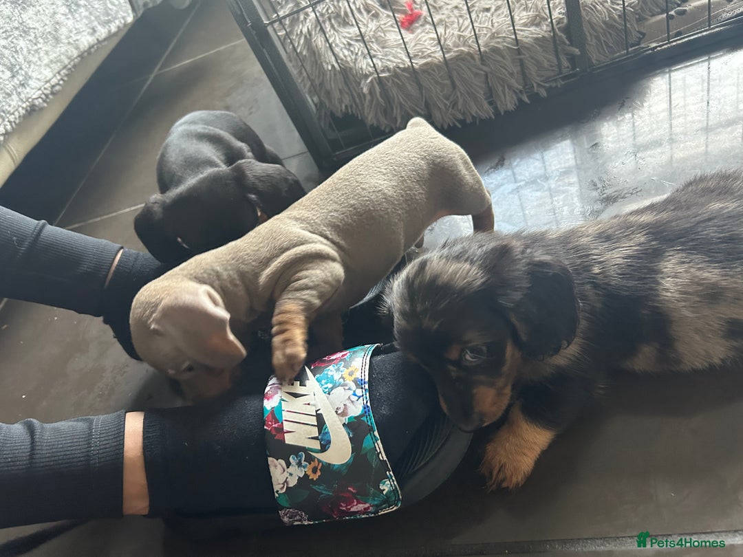 Miniature Dachshund dogs for sale:  Beautiful cute Miniatures dachshund  in Liverpool - Image 11