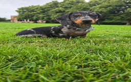 Miniature Dachshund dogs for stud: Gentleman Doggo - Image 6