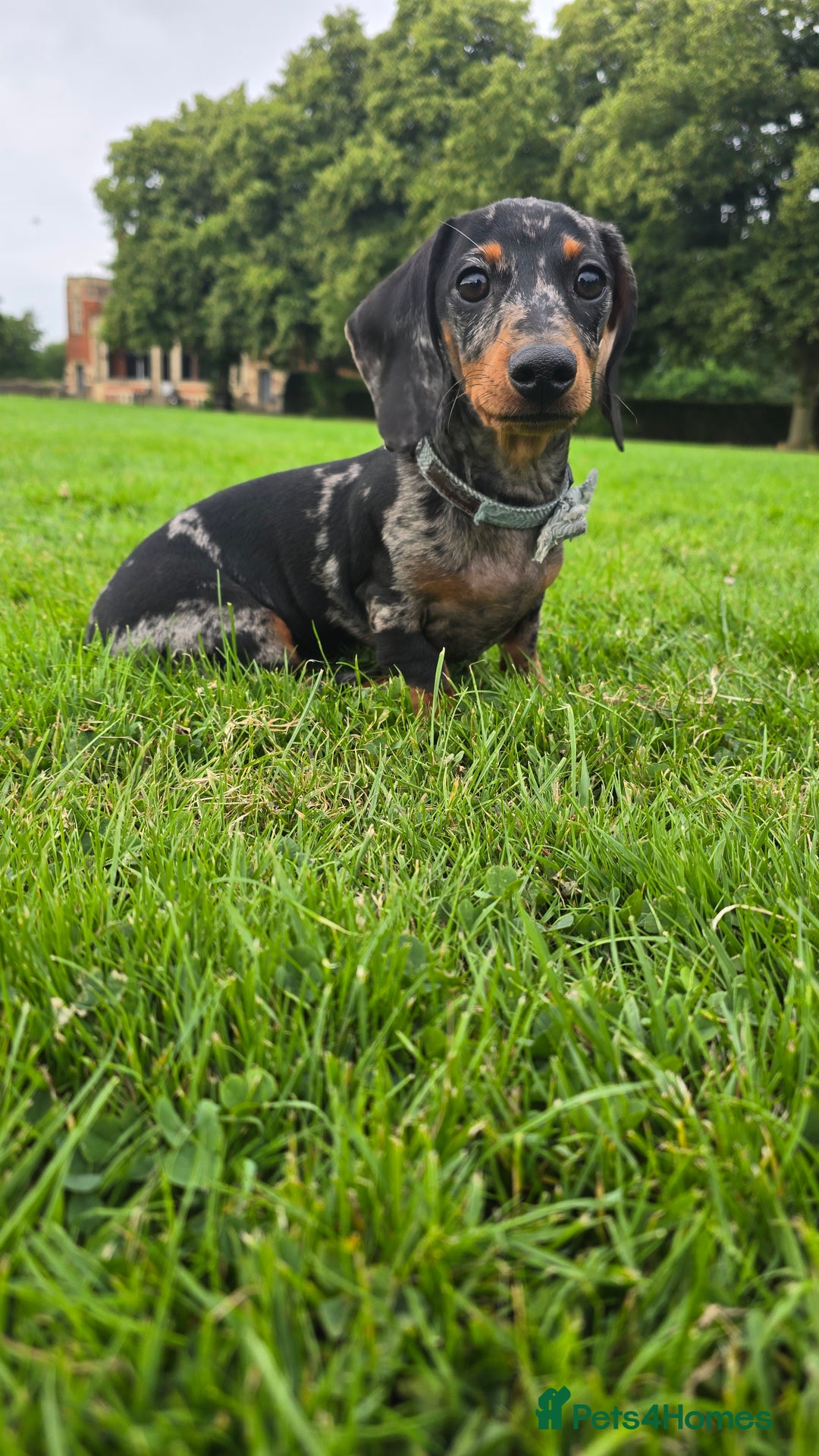 Miniature Dachshund dogs for stud: Gentleman Doggo - Image 6
