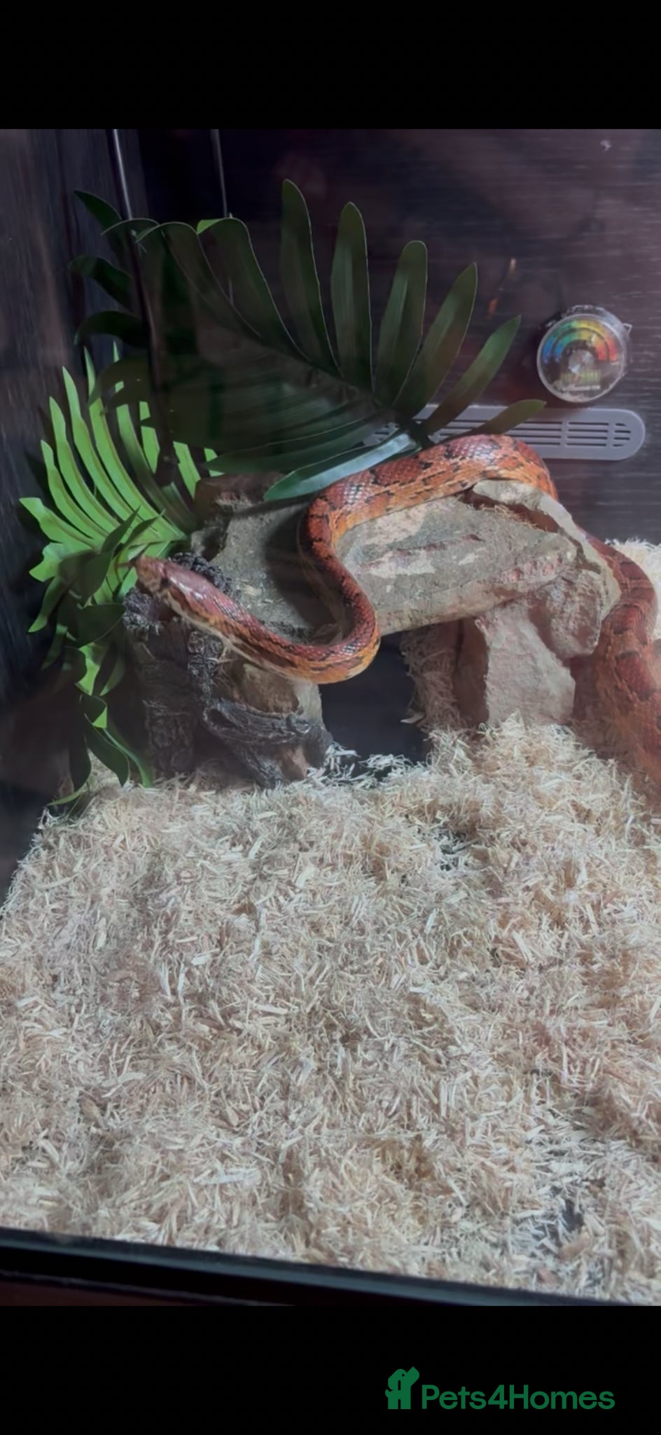 Corn Snake reptiles Corn snake  - Advert 16
