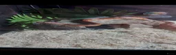 Corn Snake reptiles for sale: Corn snake  in Abingdon - Advert 1