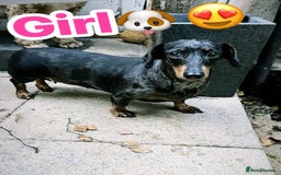 Miniature Dachshund dogs for sale: Miniature Dachshund looking new home 🥰🐶 - Image 1