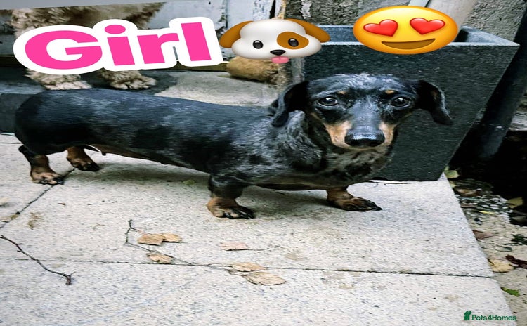 Miniature Dachshund dogs - Advert 16