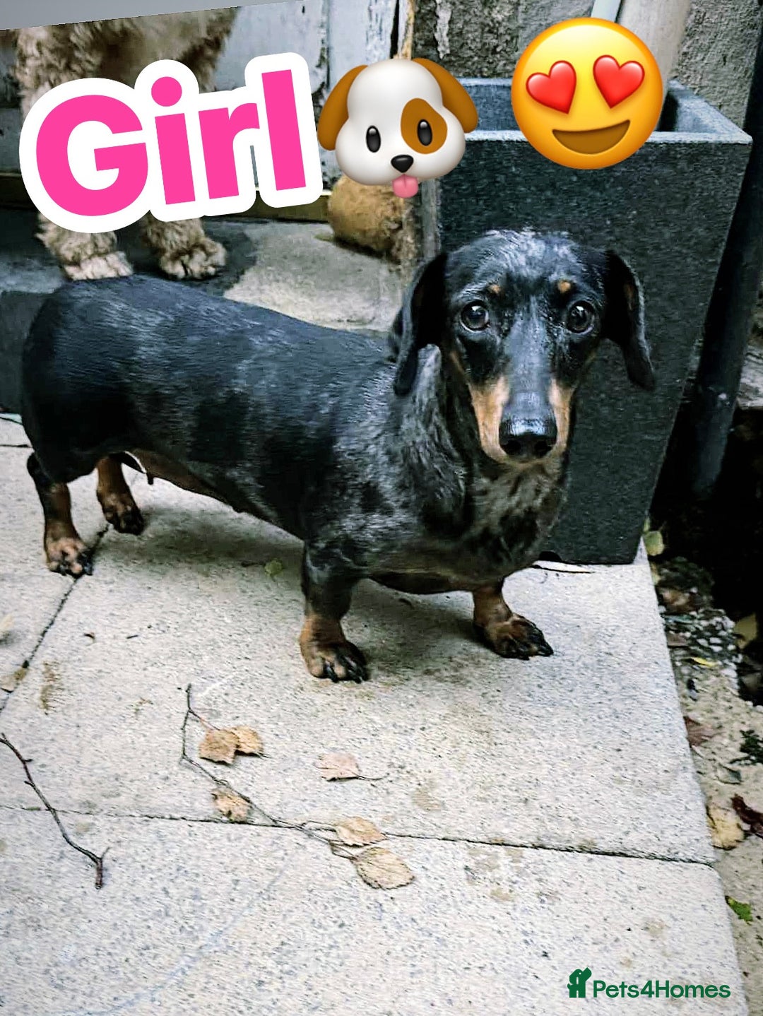 Miniature Dachshund dogs for sale: Miniature Dachshund looking new home 🥰🐶 - Image 1