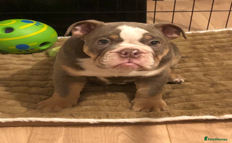 English Bulldog dogs 1 Stunning girl English bulldogs left  - Advert 2