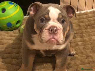 English Bulldog dogs 1 Stunning girl English bulldogs left - Advert 3