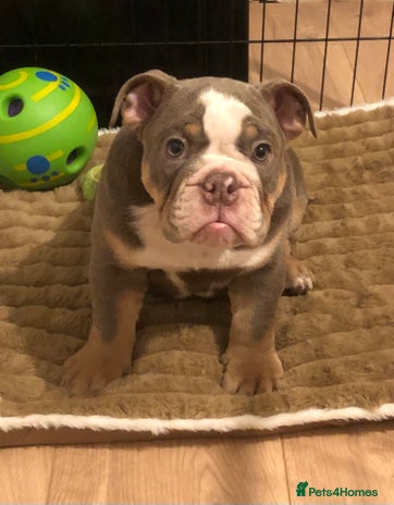 English Bulldog dogs 1 Stunning girl English bulldogs left - Advert 2