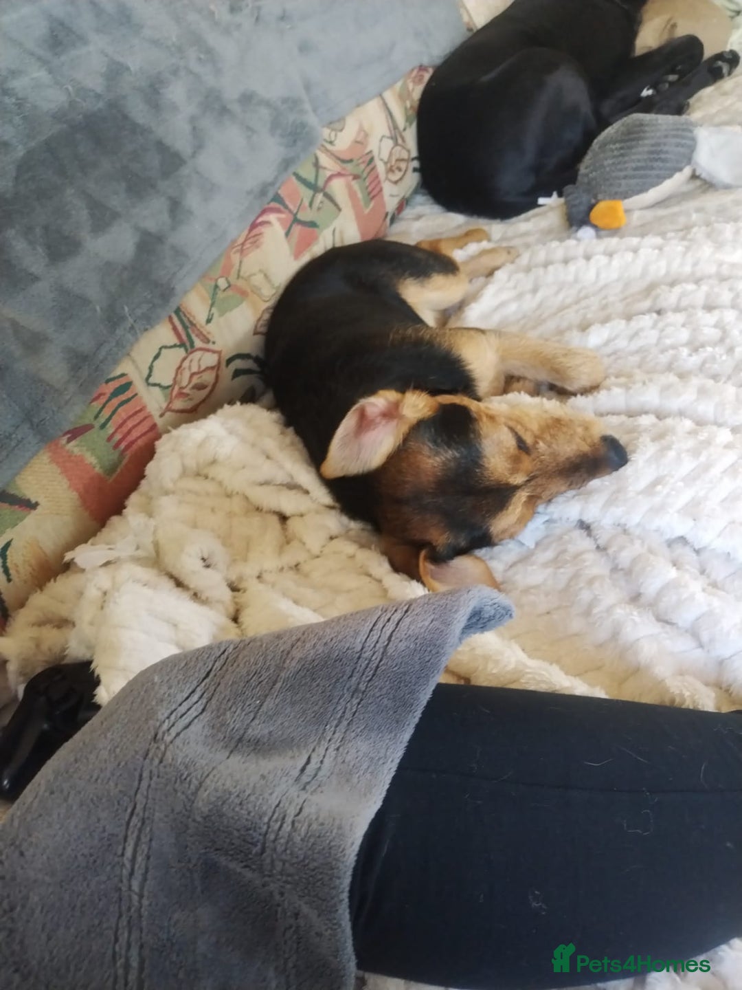 Mixed Breed dogs for sale: Meet Loki - Image 2