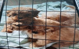 Cockapoo dogs for sale: My small cockpapoo - Image 17