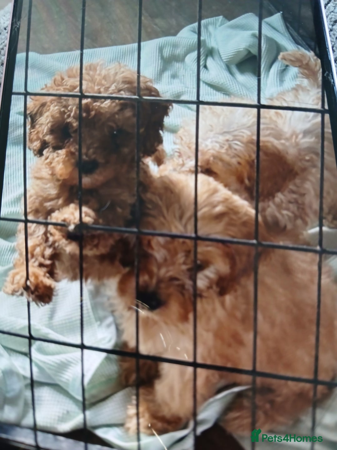 Cockapoo dogs for sale: My small cockpapoo - Image 17