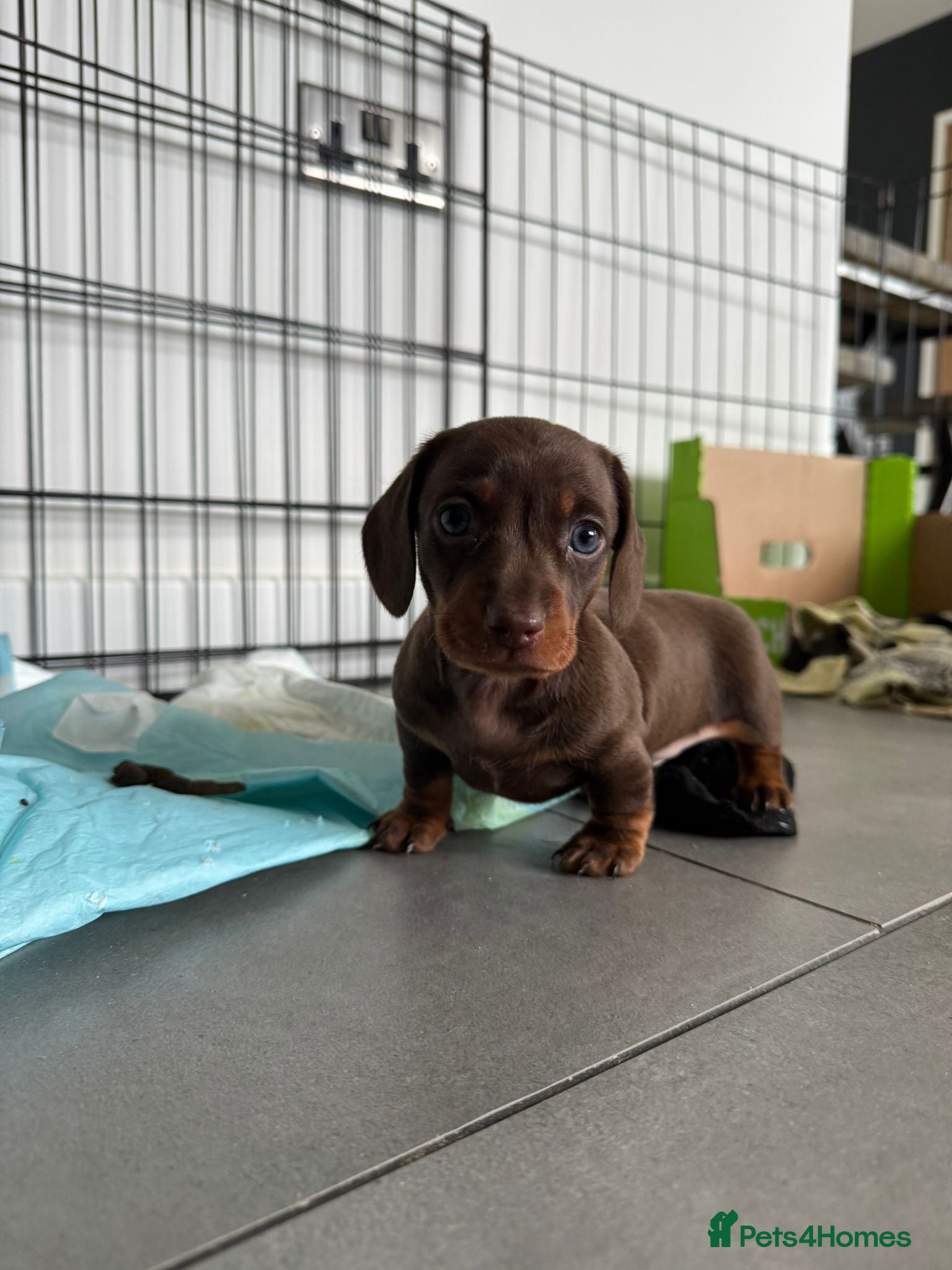 Miniature Dachshund dogs Miniature dachshunds chocolate and tan  - Advert 2