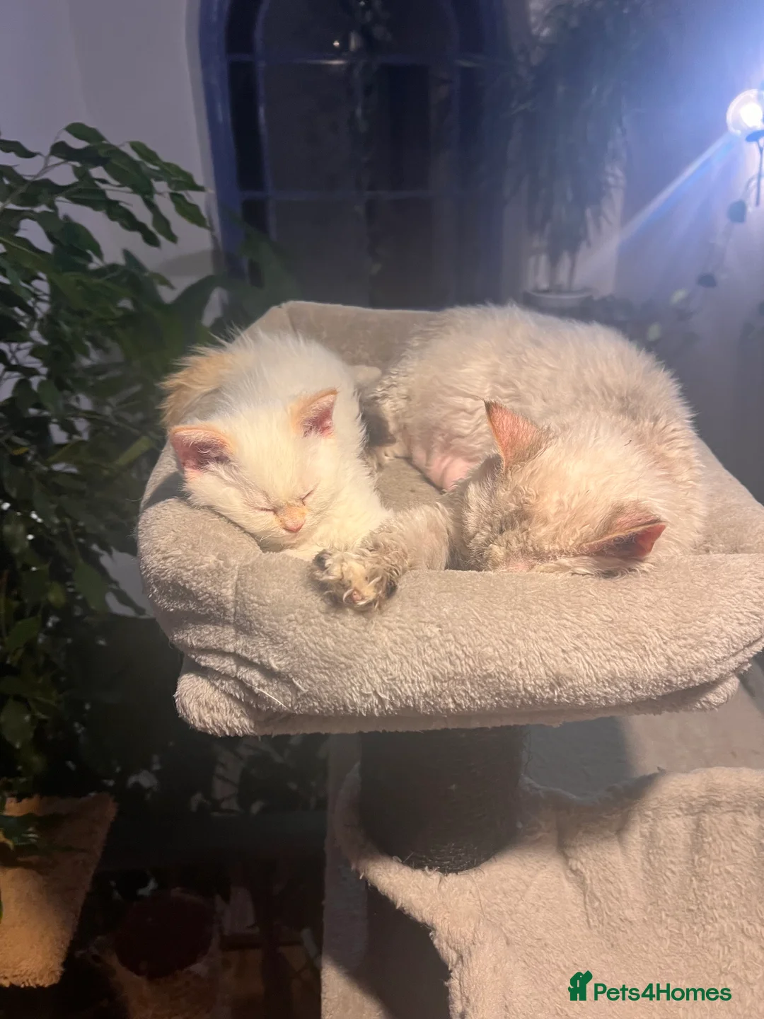 Selkirk Rex cats for sale: Stunning Selkirk rex kittens - Advert 12