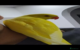 Budgerigars birds for sale: Handreared super tame baby yellow ringneck parrot - Image 4