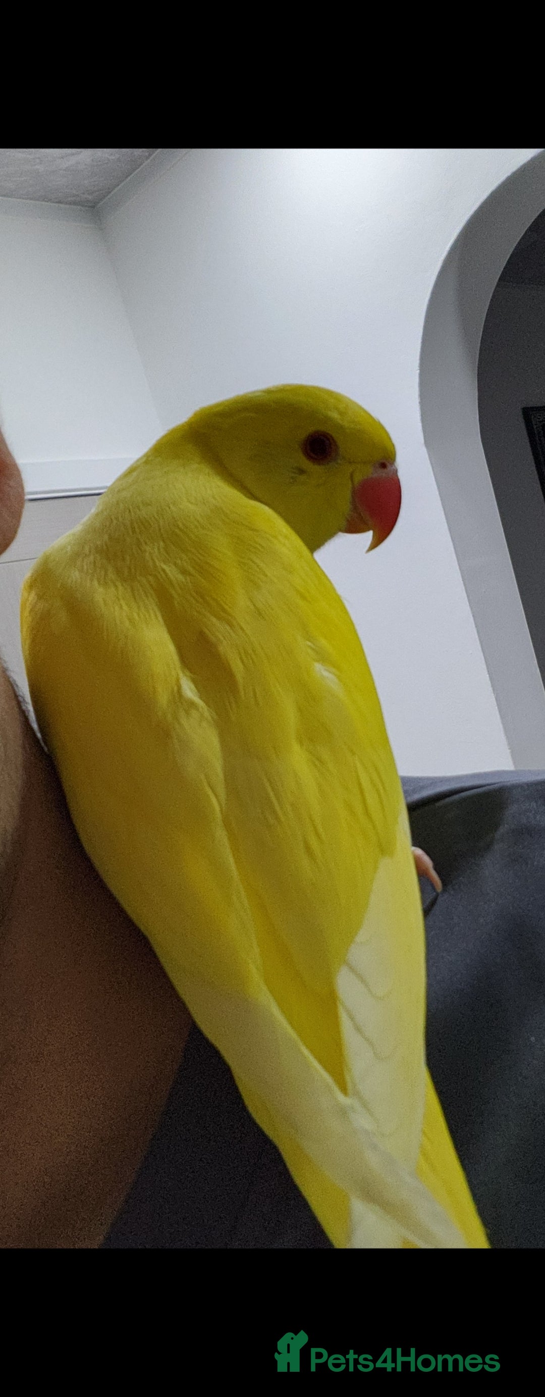 Budgerigars birds for sale: Handreared super tame baby yellow ringneck parrot - Image 4