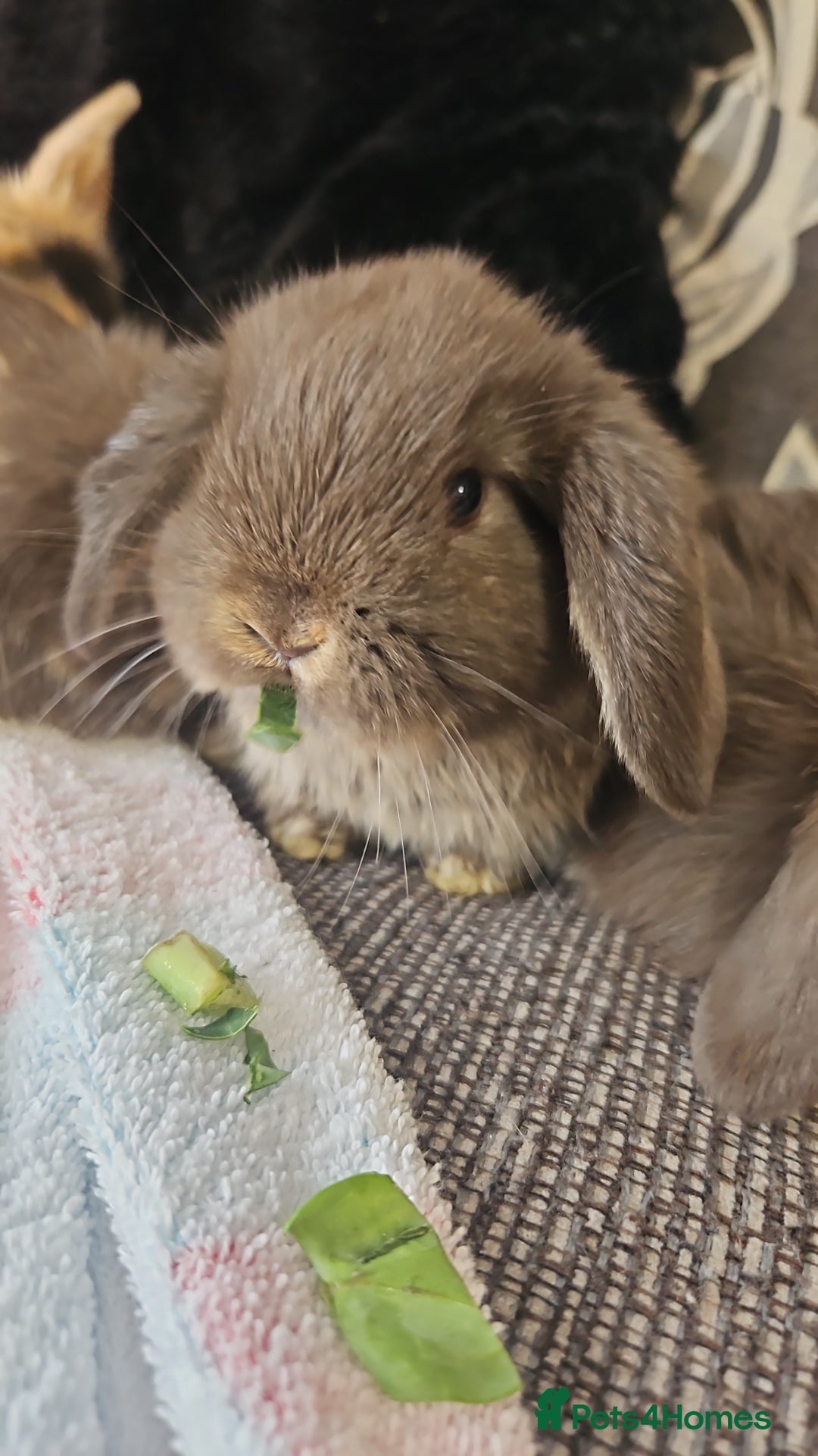 Mini Lion Lop rabbits for sale: Mini lop/lionhead  - Image 2