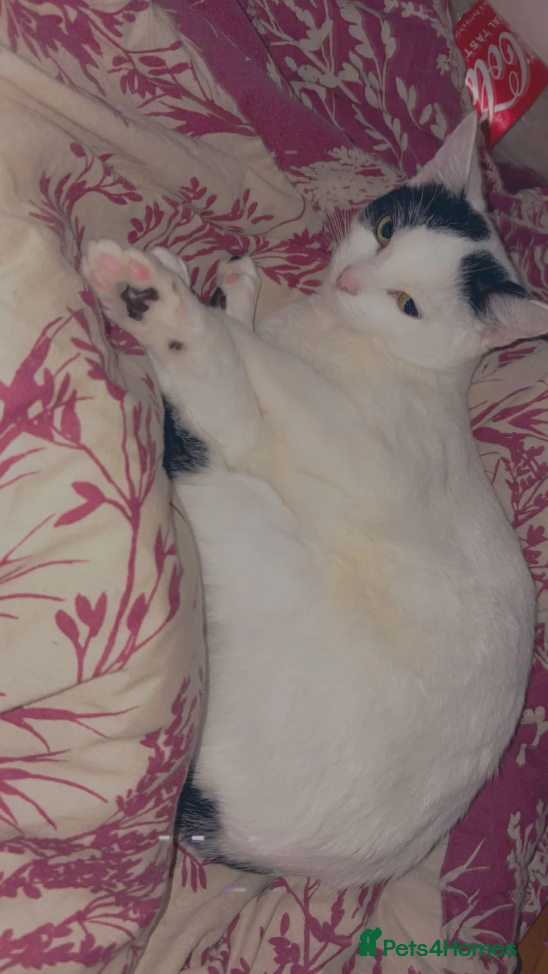 Turkish Van cats for sale: One year old female  in Sandy - Advert 2