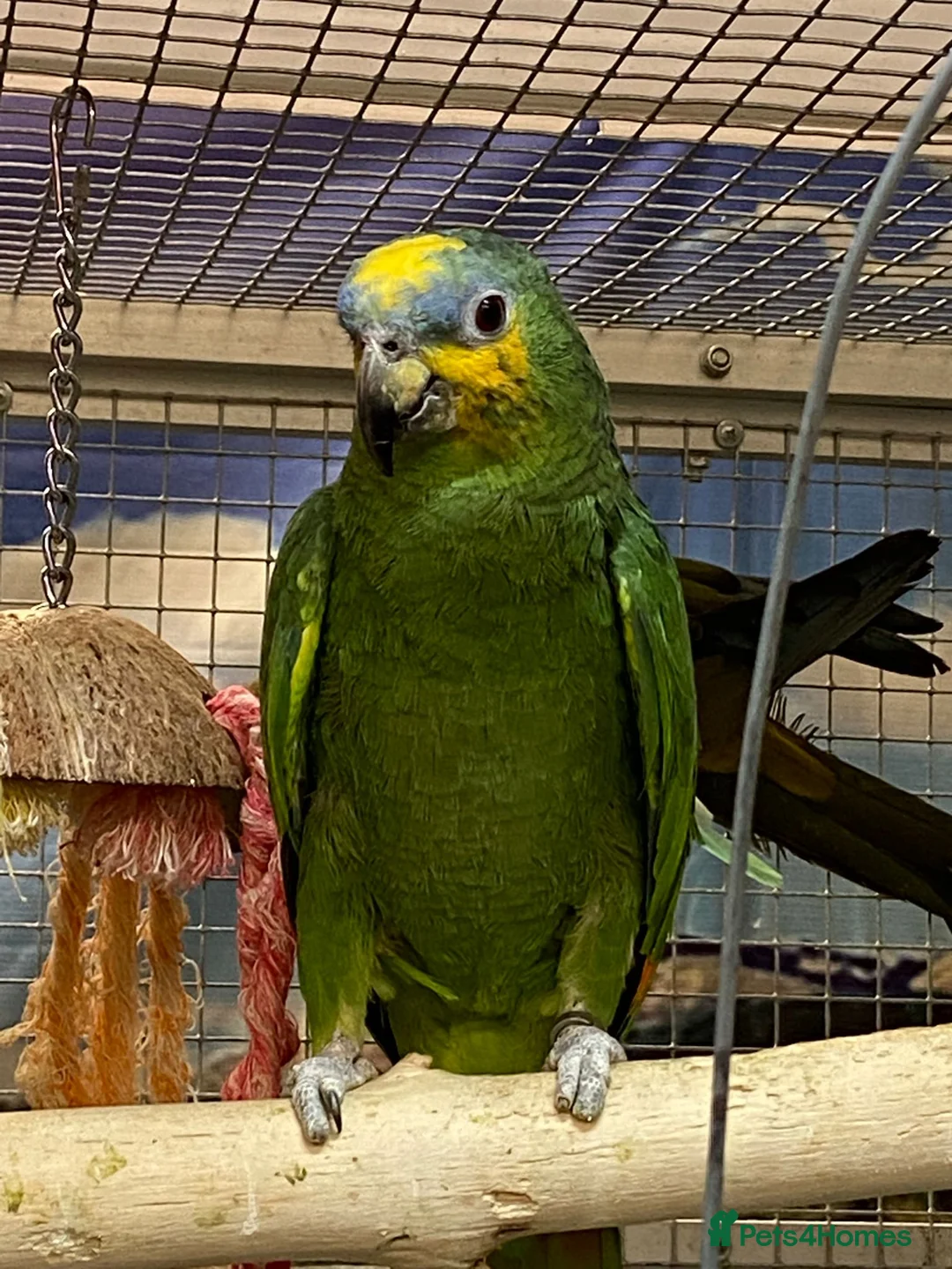 Parrots birds for sale: Birds/Parakeets/Parrots Available  - Advert 1