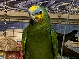 Parrots birds Birds/Parakeets/Parrots Available - Advert 16