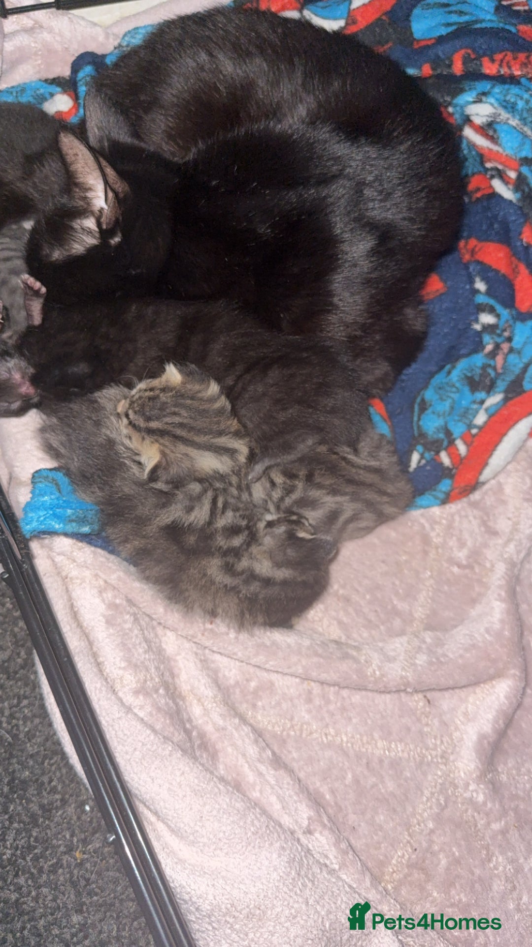Mixed Breed cats for sale: 6 kittens looking for new homes  - Advert 12