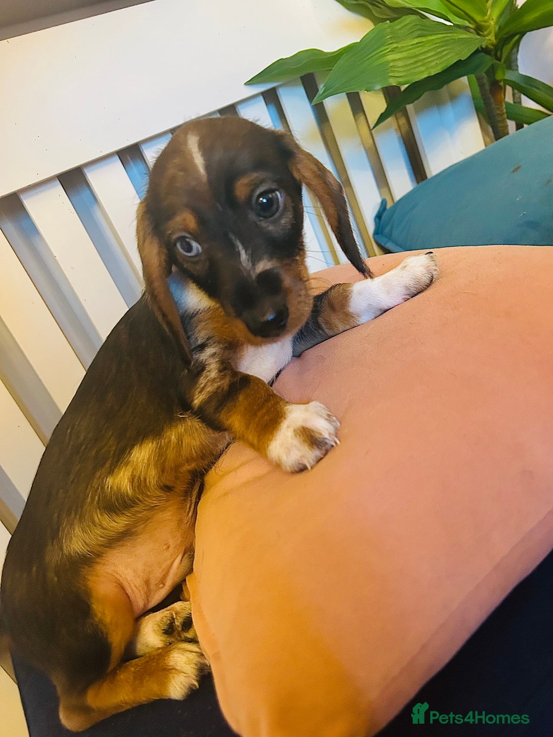 Miniature Dachshund dogs for sale: Stunning Dapple miniature dachshund boy - Advert 2