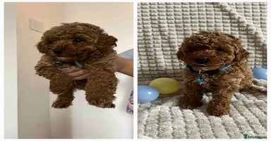 Maltipoo dogs - Advert 2