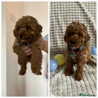 Maltipoo dogs - Advert 6