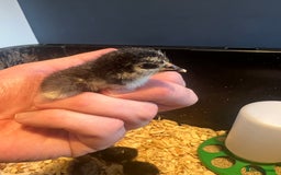 Chickens poultry for sale: HATCHING EGGS - Pekin Bantams  in Warrington - Image 9