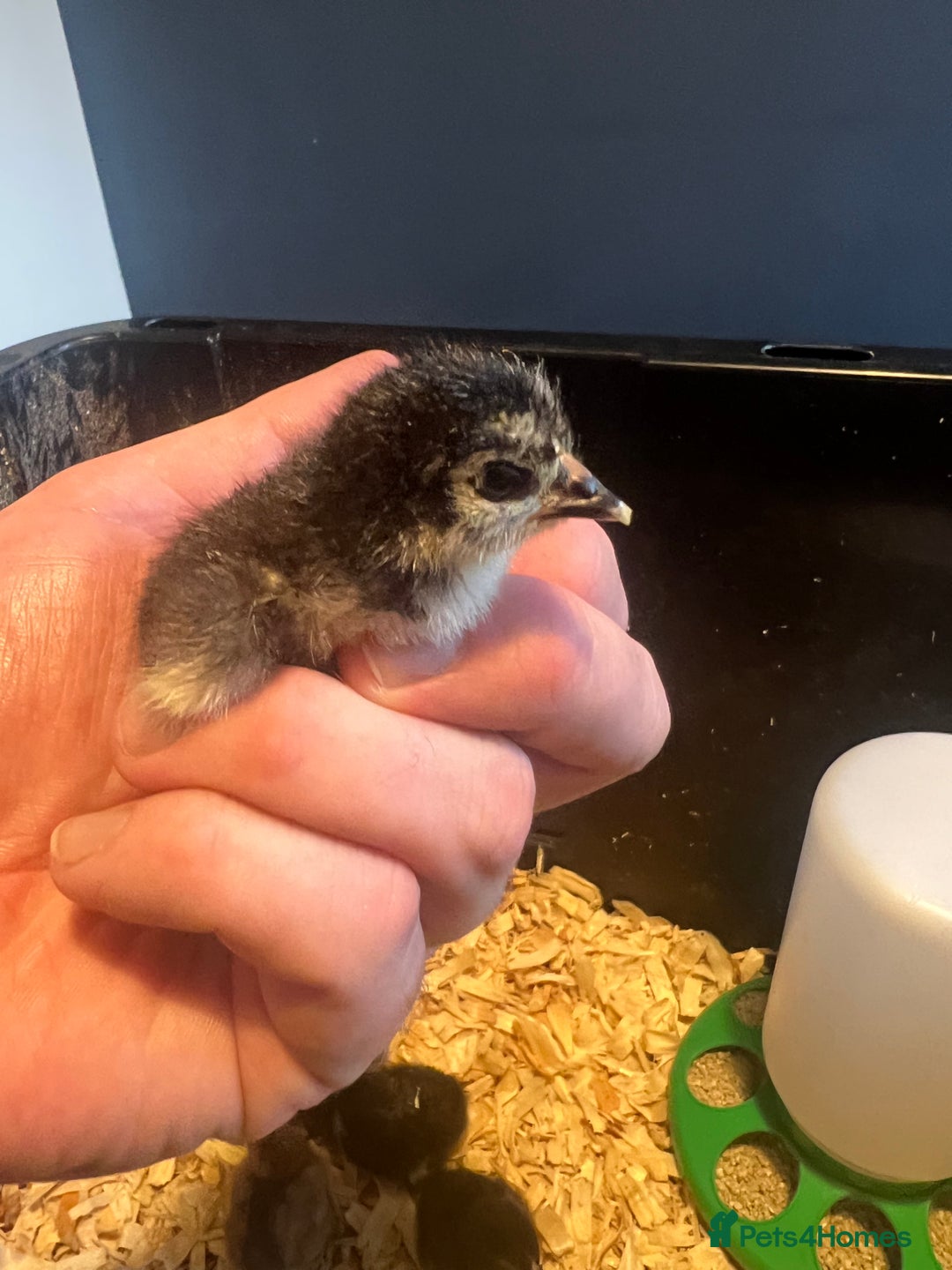 Chickens poultry for sale: HATCHING EGGS - Pekin Bantams  in Warrington - Image 9