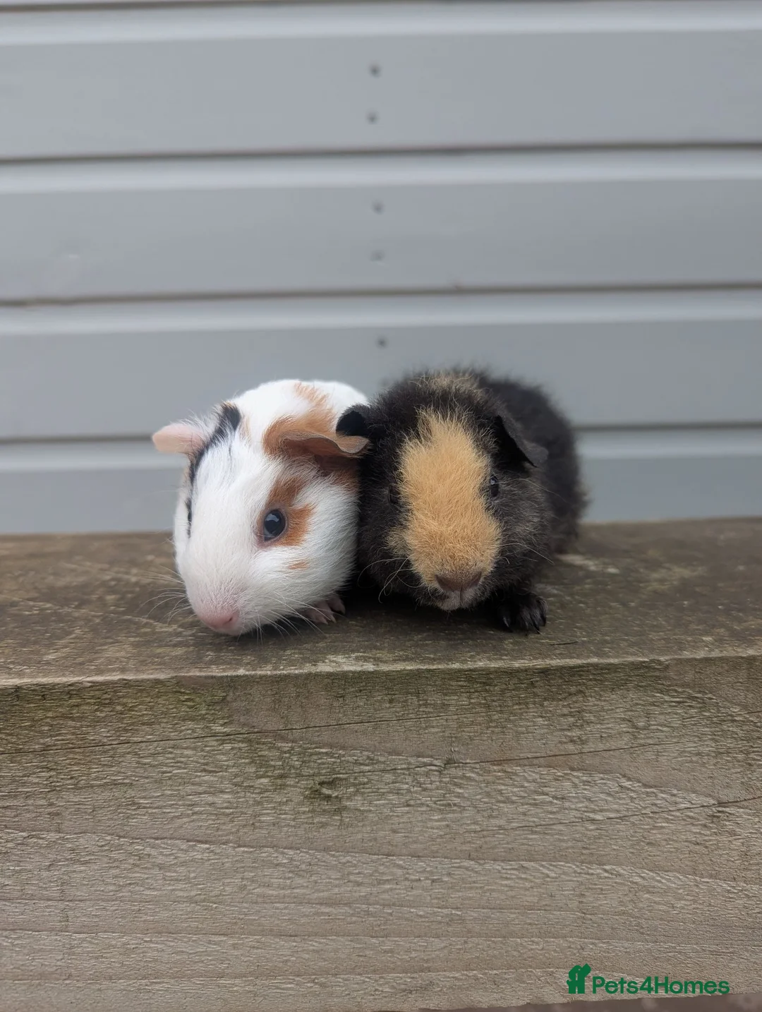 Guinea Pig rodents for sale: Lovely little bonded babies - Advert 9