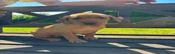 Labrador Retriever dogs for sale: KC Registered Fox red Labrador puppies in Newtown - Advert 8