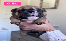 English Bulldog dogs for stud: Charlie for stud lilac and tan fullsuit - Image 13