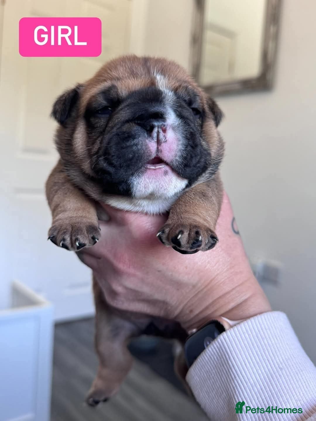 English Bulldog dogs for stud: Charlie for stud lilac and tan fullsuit - Image 13