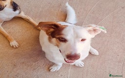 Mixed Breed dogs for adoption: Bullseye, approx 1 yr old, available for adoption. - Image 2