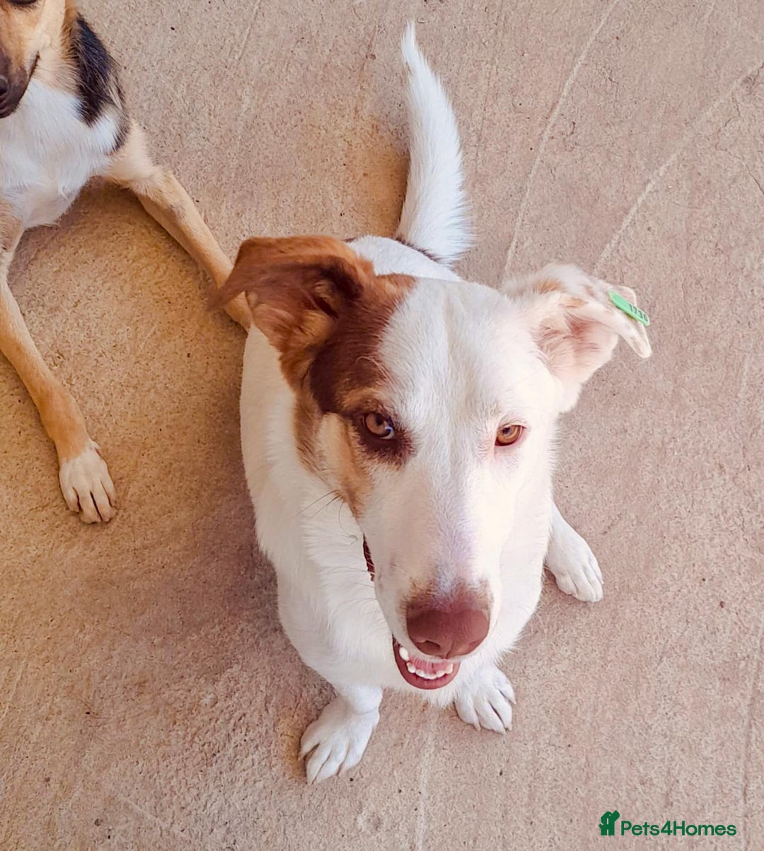 Mixed Breed dogs for adoption: Bullseye, approx 1 yr old, available for adoption. - Image 2