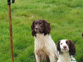 English Springer Spaniel dogs English Springer Spaniel Puppies - Advert 8