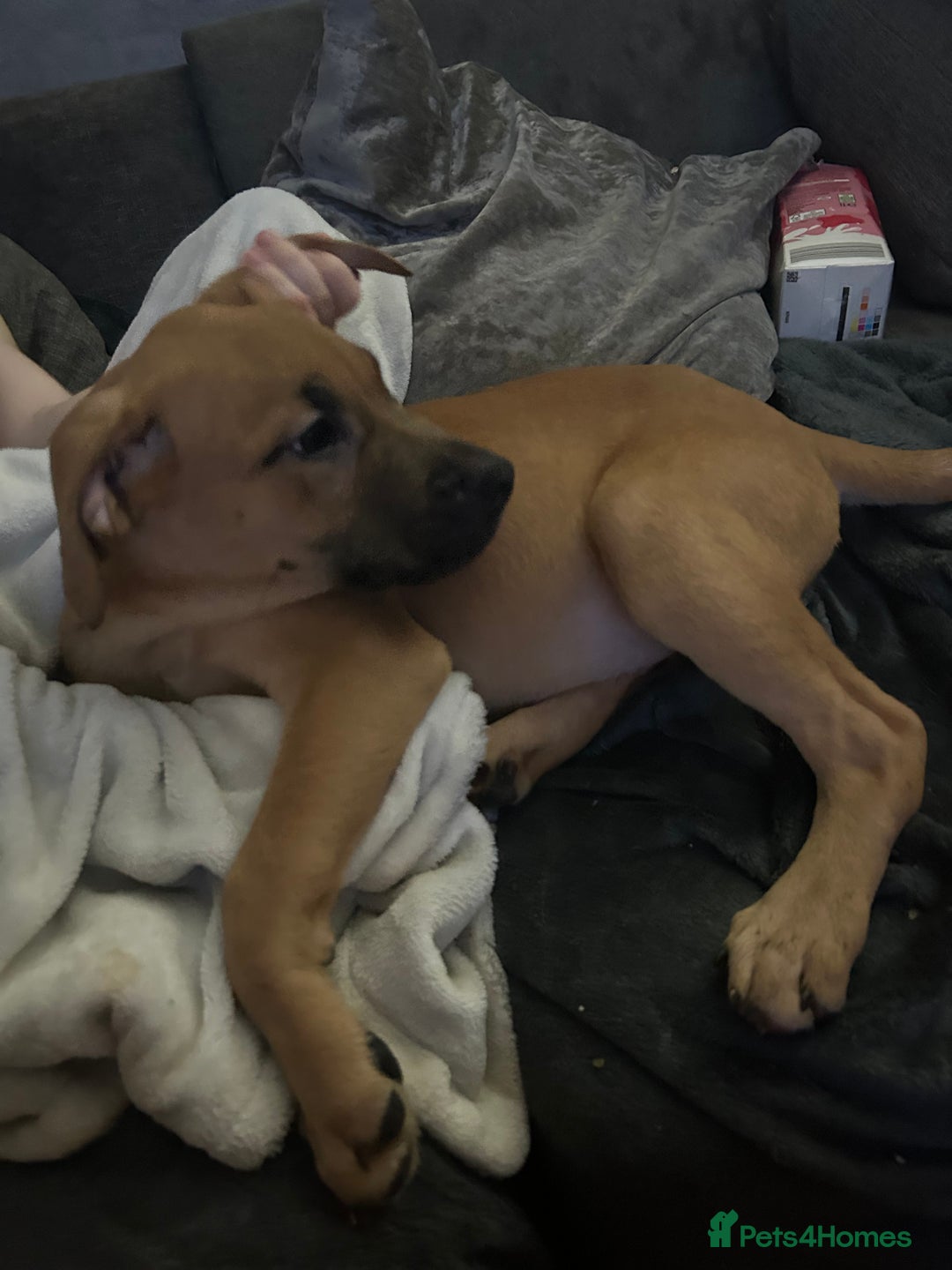 Mixed Breed dogs for sale: Mix boxer / staff  - Advert 7