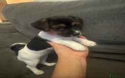 Jack Russell dogs for sale: Jack Russell litter of 7 - Advert 16