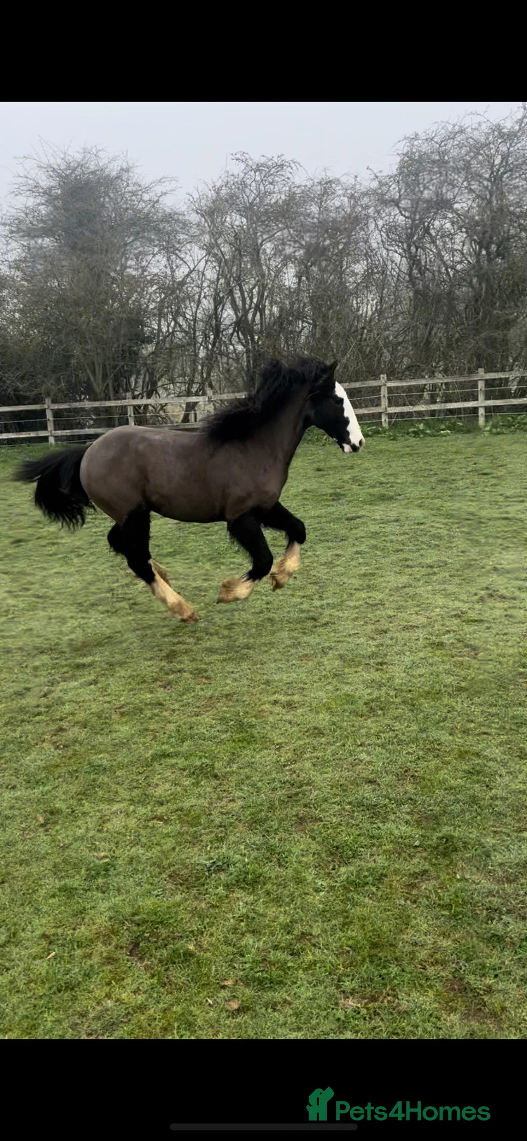 Irish Cob horses for sale: Beautiful 11 month filly for sale to make 14-15hh - Advert 2