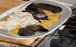 Mixed Breed dogs for sale: Belgian Malinois Puppies  - Image 18