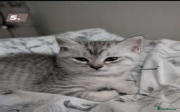 British Shorthair cats for sale: Beautiful British Short Hair Boys  - Image 5