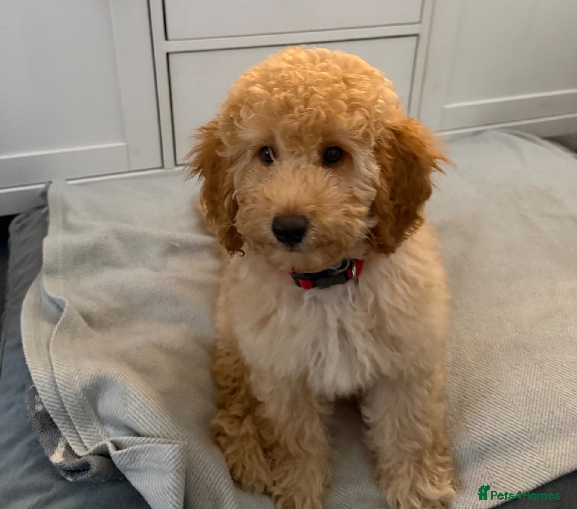 Miniature Poodle dogs 1 Golden boy re-available.Miniature Poodle Puppies - Advert 1