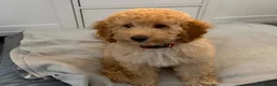 Miniature Poodle dogs for sale: 1 Golden boy re-available.Miniature Poodle Puppies - Advert 1