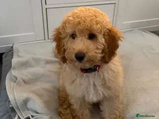 Miniature Poodle dogs 1 Golden boy re-available.Miniature Poodle Puppies - Advert 1