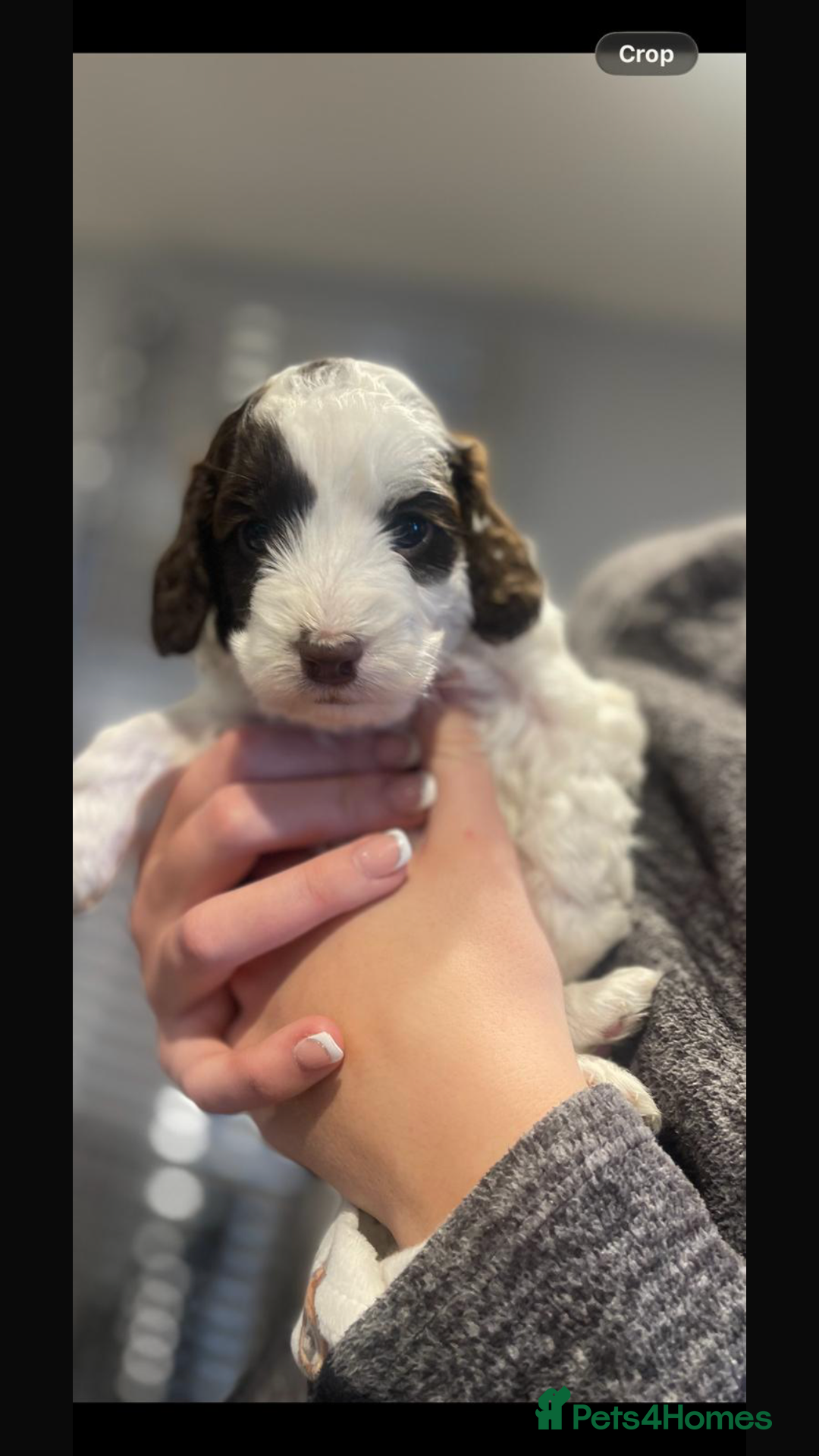 Cockapoo dogs for sale: F1 Cockapoo’s - Advert 4