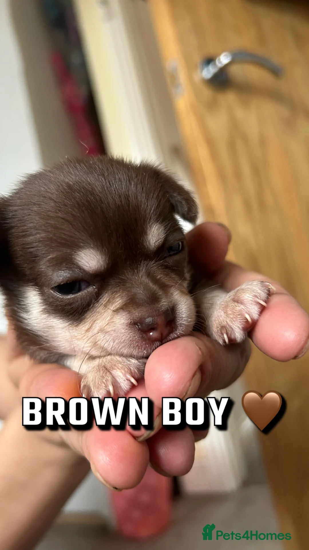 Chihuahua dogs for stud: Chihuahua Boy for stud Brown  - Advert 9