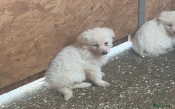 German Shepherd dogs for sale: German Shepherd puppies  - Advert 6