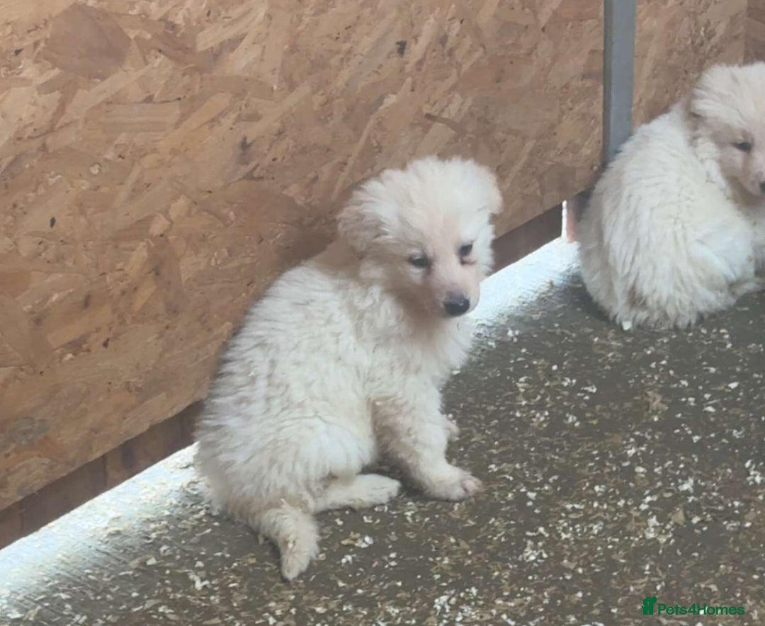 German Shepherd dogs for sale: German Shepherd puppies  - Advert 6