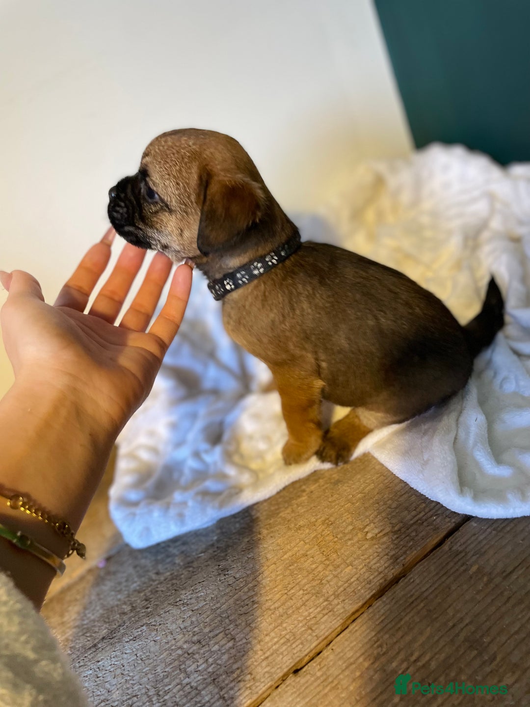 Border Terrier dogs for sale: 5 star BORDER TERRIERS PUP KC REG/SLEM CLEAR - Advert 4